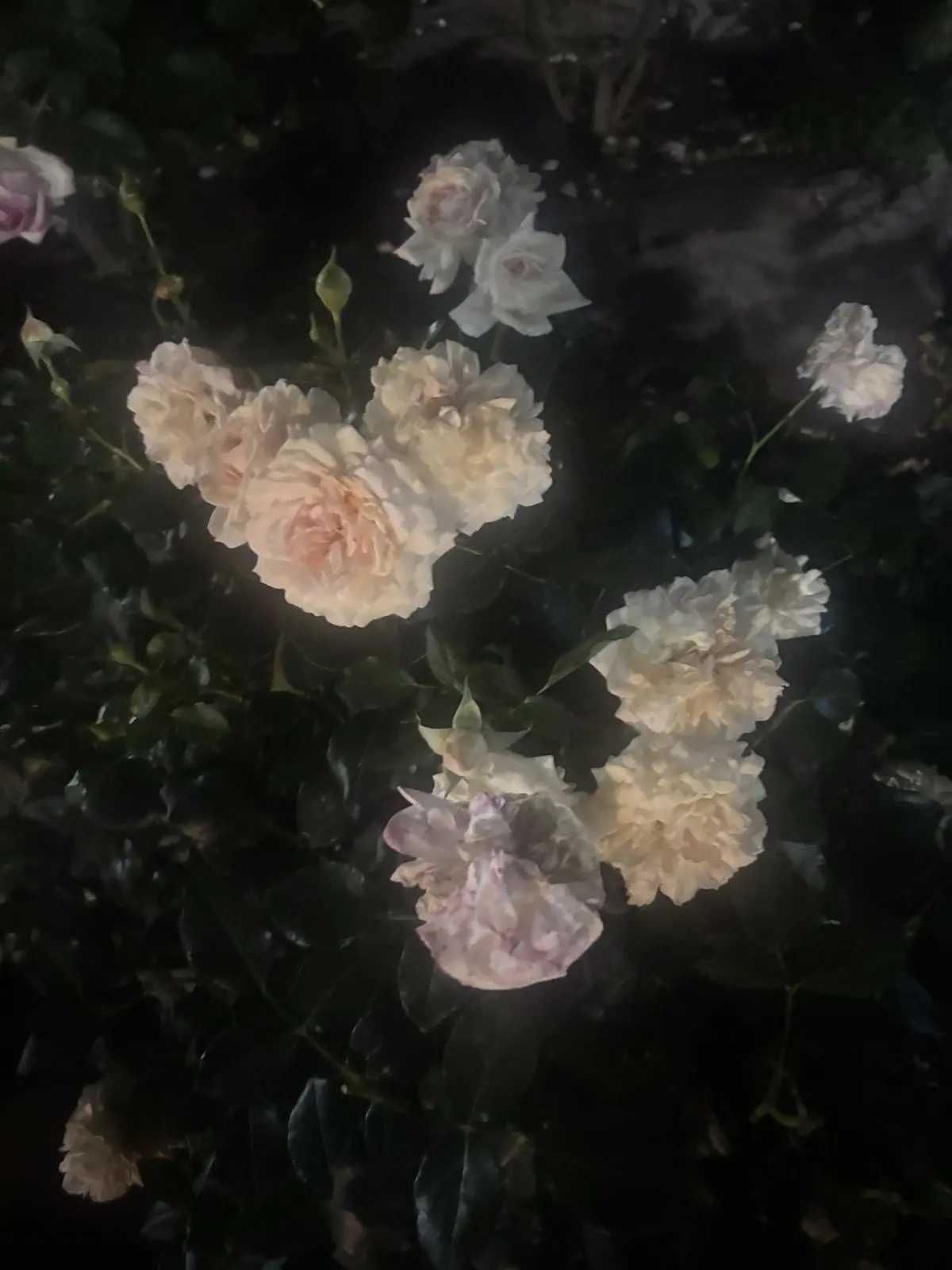 FlimsyRuler9387의 𝄞