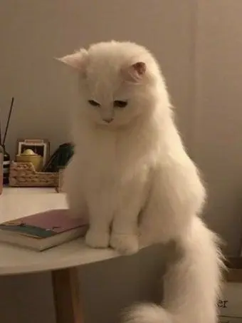 boxa.xa의 미수반