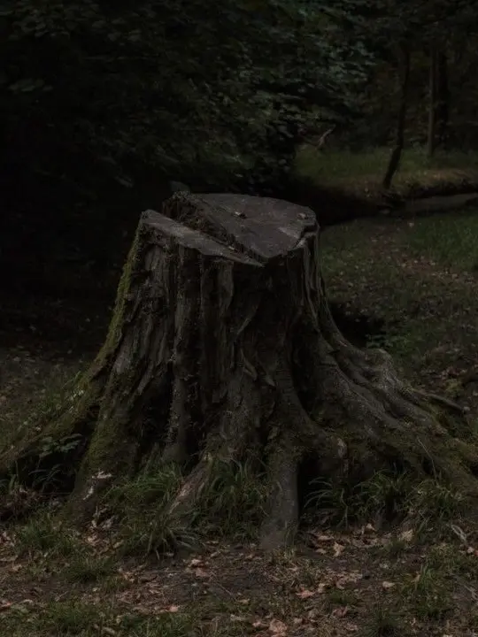 unic0rn13의 the cullen family