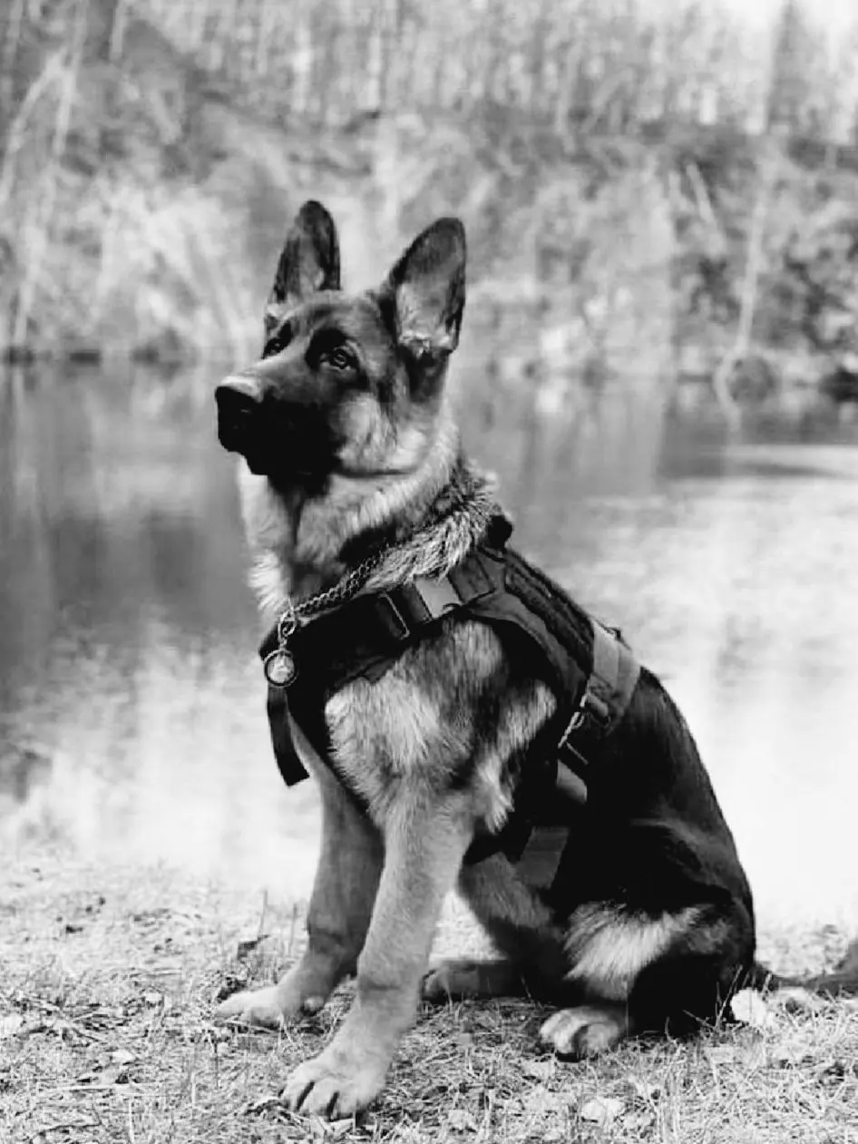 hhhhhhhh_0n의 Caiman