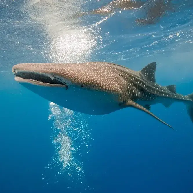 LameTime5548의 바다무미