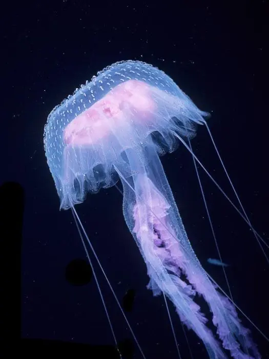 _o.의 나루미 겐