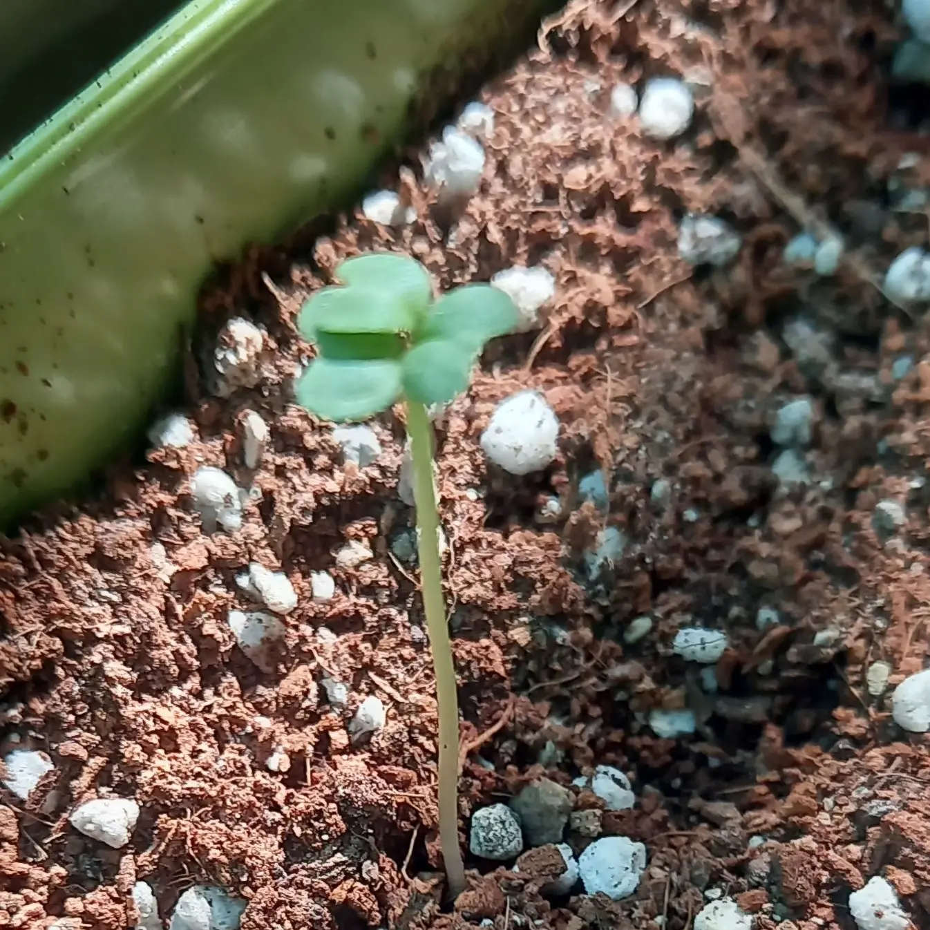 LeanerHawk2183의 그륽