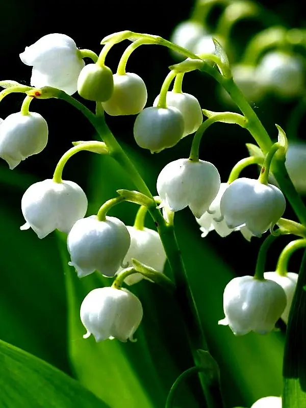 TallCrown5546의 연대와 흩어지는 의지