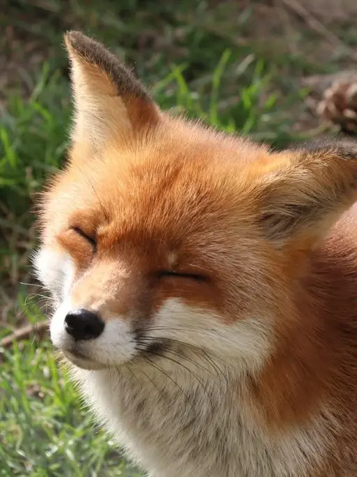 Best_salada의 그를 닮은 동물이 우리집을 찾아왔다!