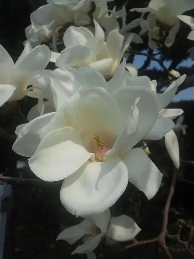 FoulStem3368의 White Magnolia {Unfulfilled Love}