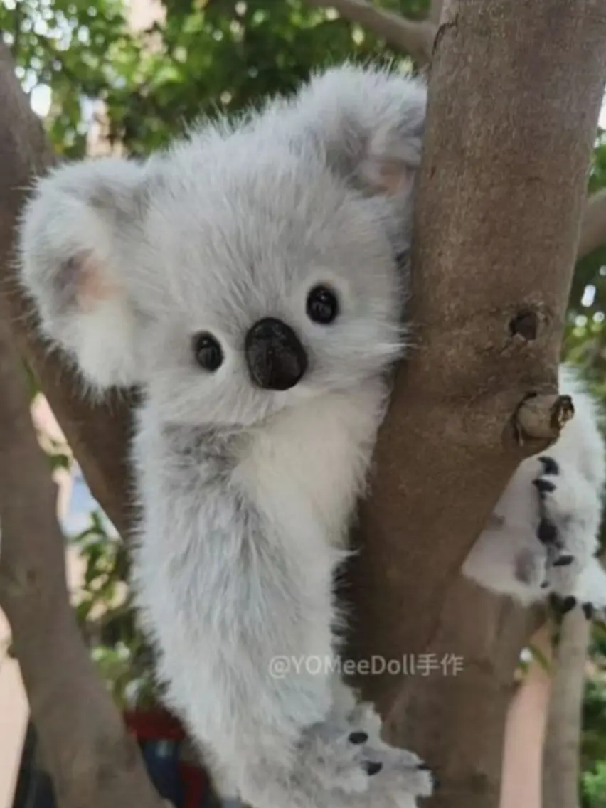 btscat의 コアラの獣人に出会いました🐨
