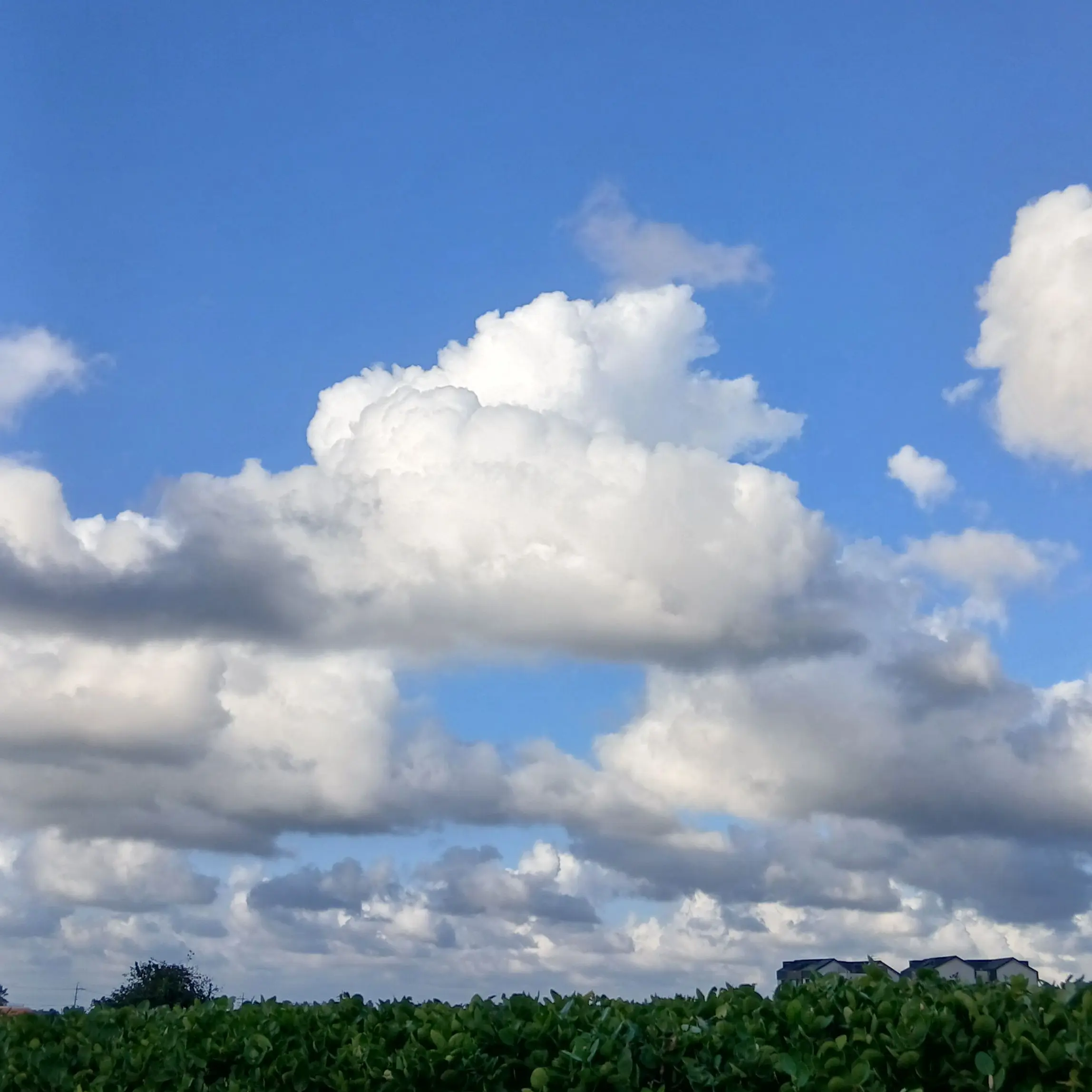 Hicaly의 팀샐과 동거+여우