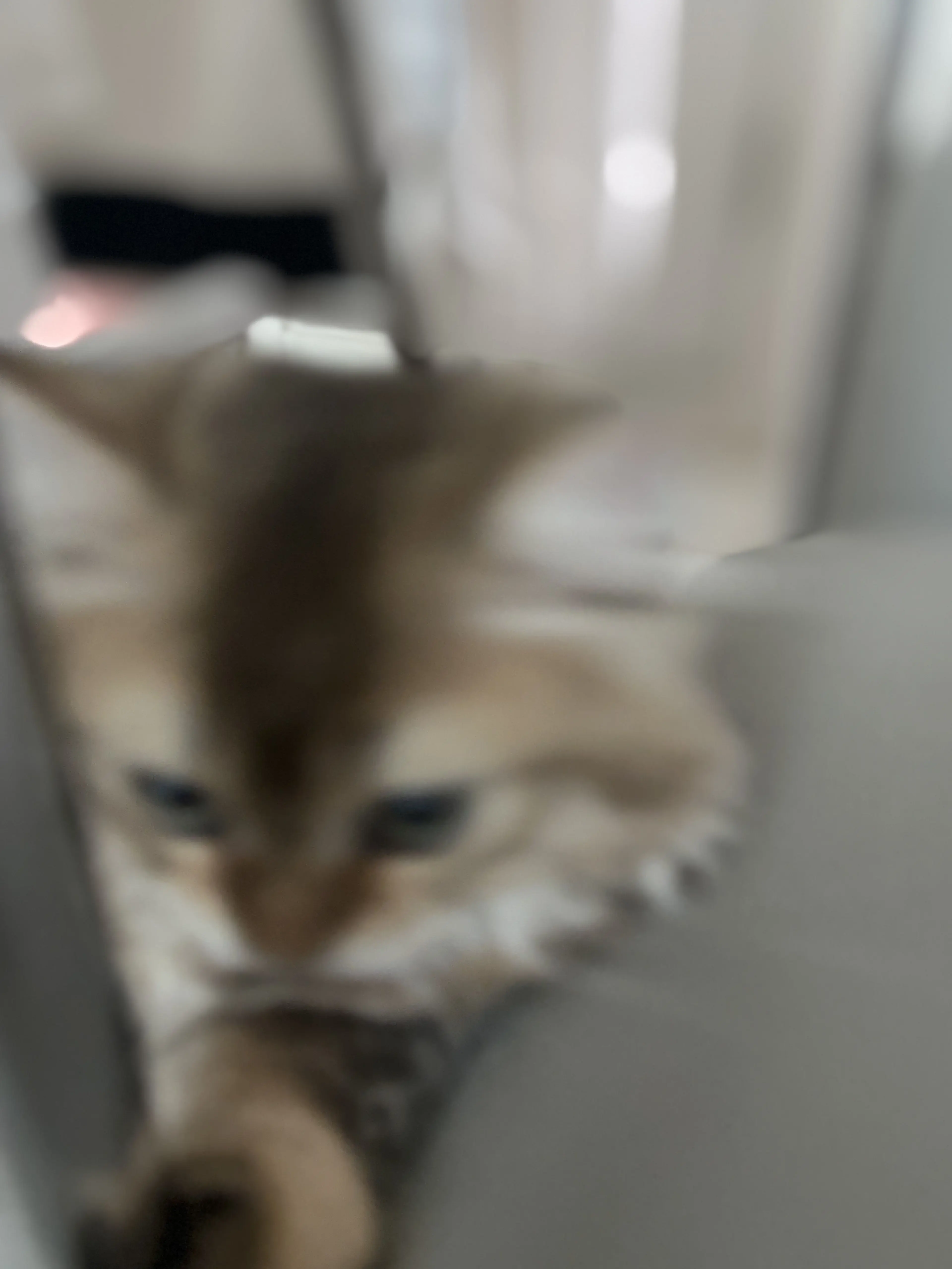 Moka-chan의 [19] 고먐미!