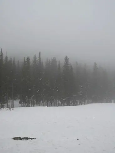 Wolf147026의 장미는 아침의 미인을 위해 핀다지,