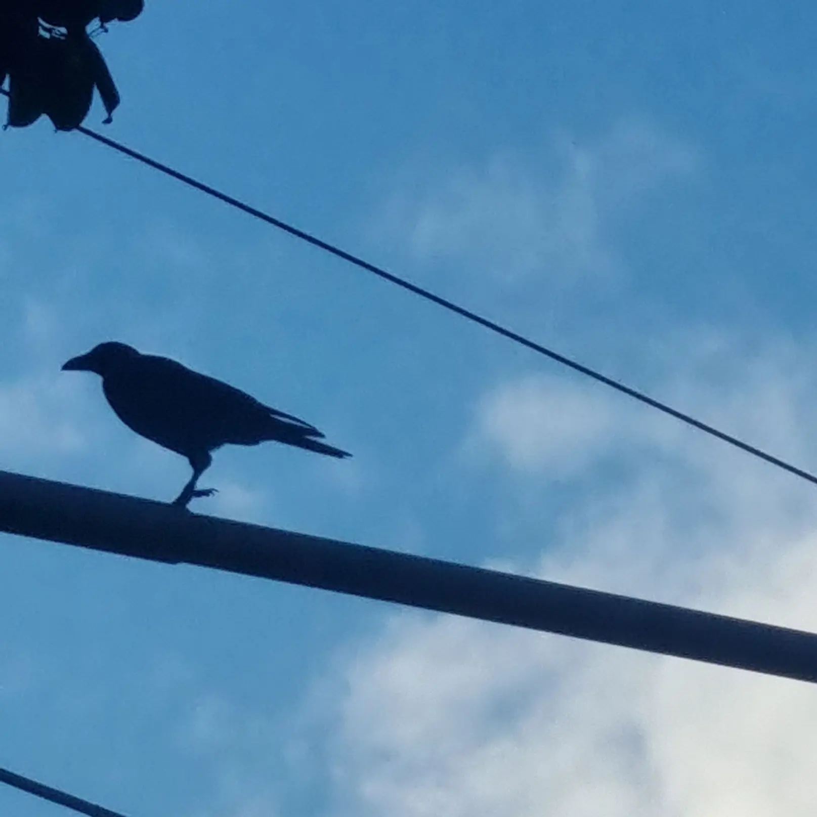 ArdentSnake6855의 리레볼루션 잭