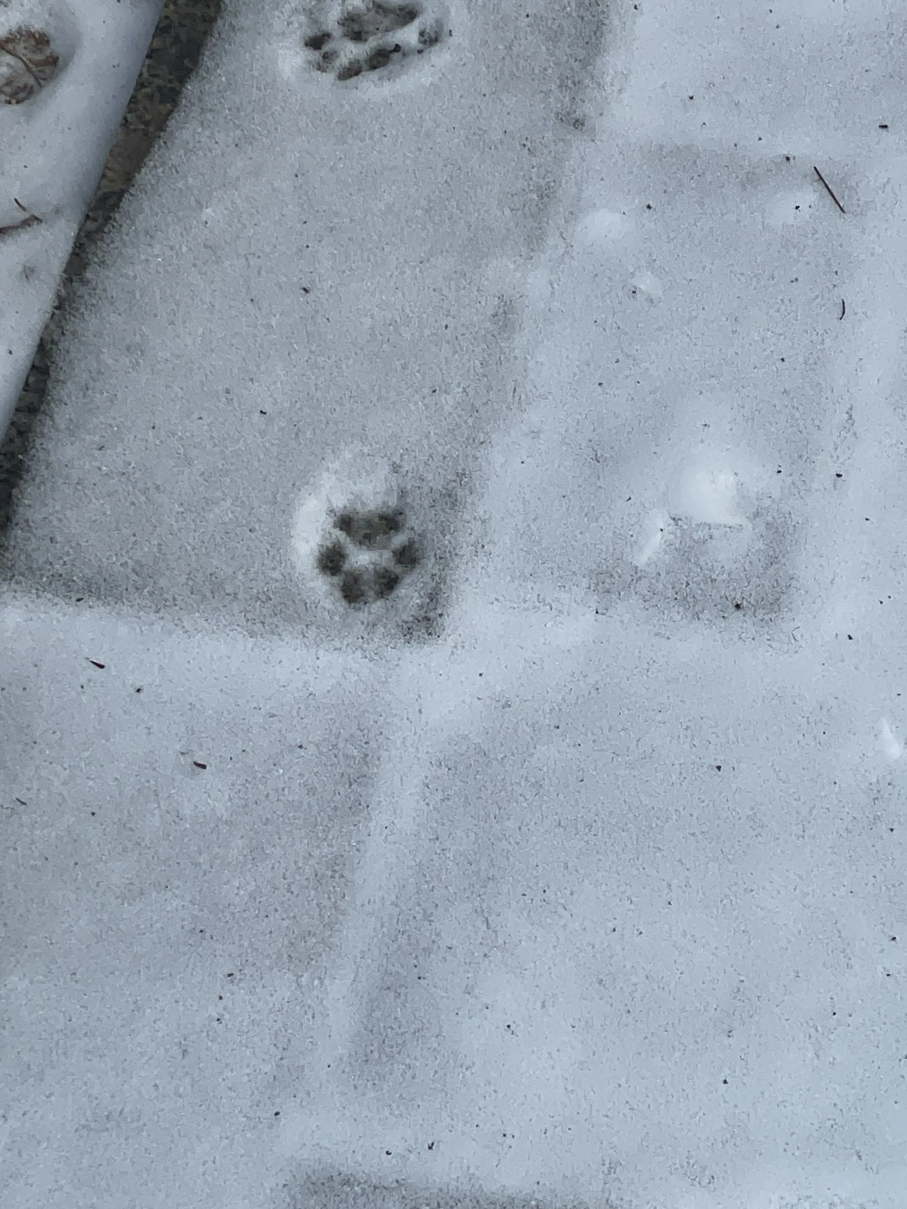 saranghagedoilguya의 번식기인 남사친 방에 모르고 들어왔ㄷ