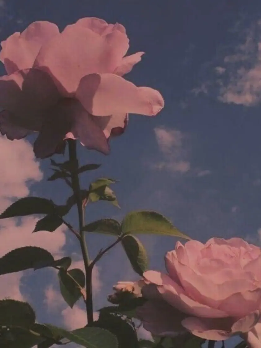 TidyDeath1157의 입양