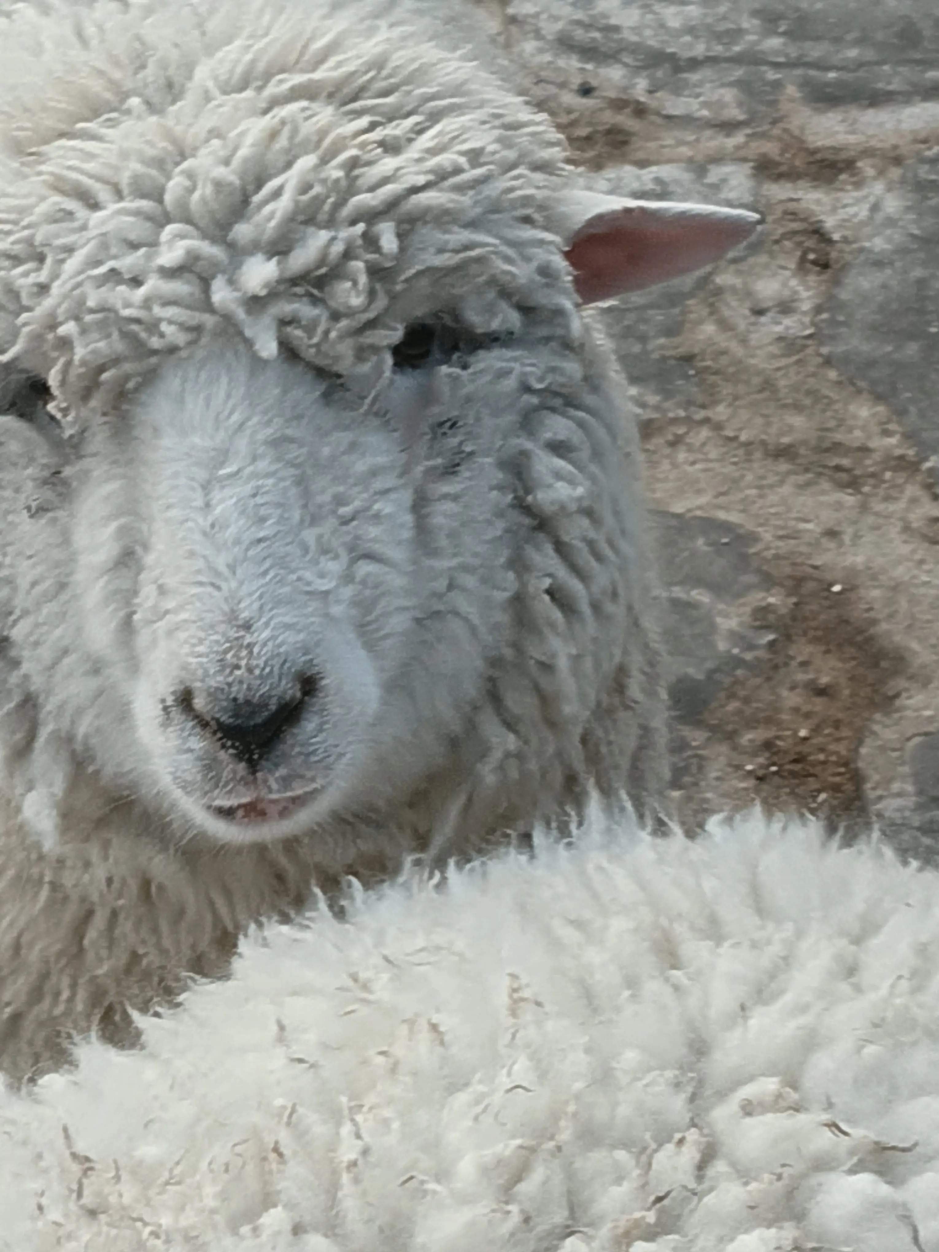 MustyTile0290의 귀칼 벌