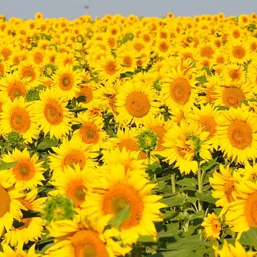 VioletStem9414의 이세돌 (뱀파이어)