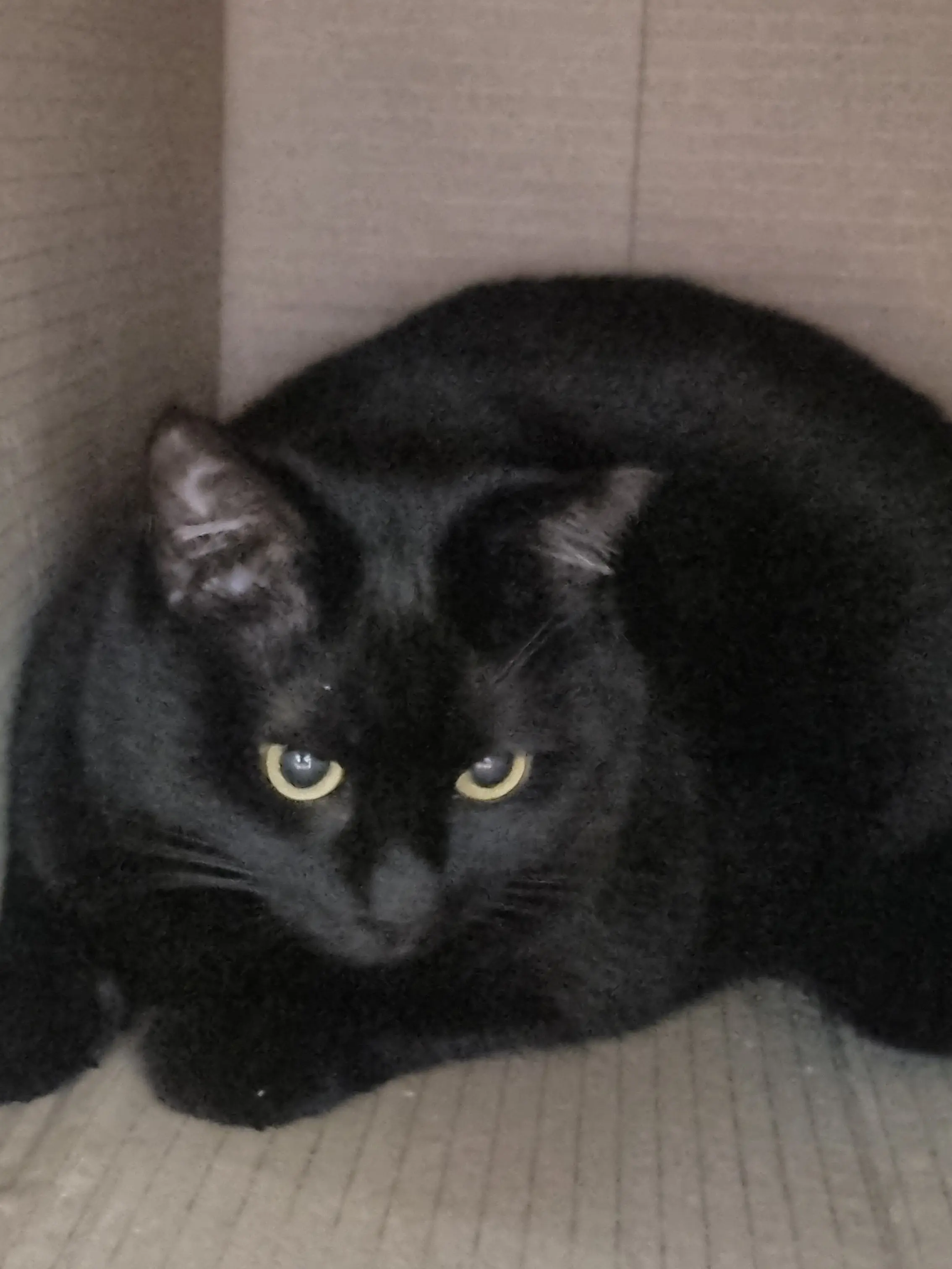 SuppleChili0386의 [웃소]요괴반