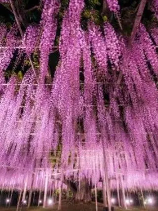 StuffyWage9154의 아내들과 남편들^^