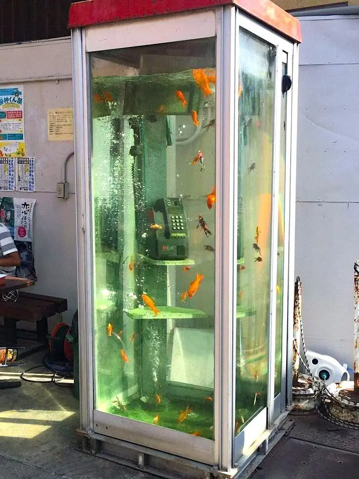 japsa의 오가와 류지