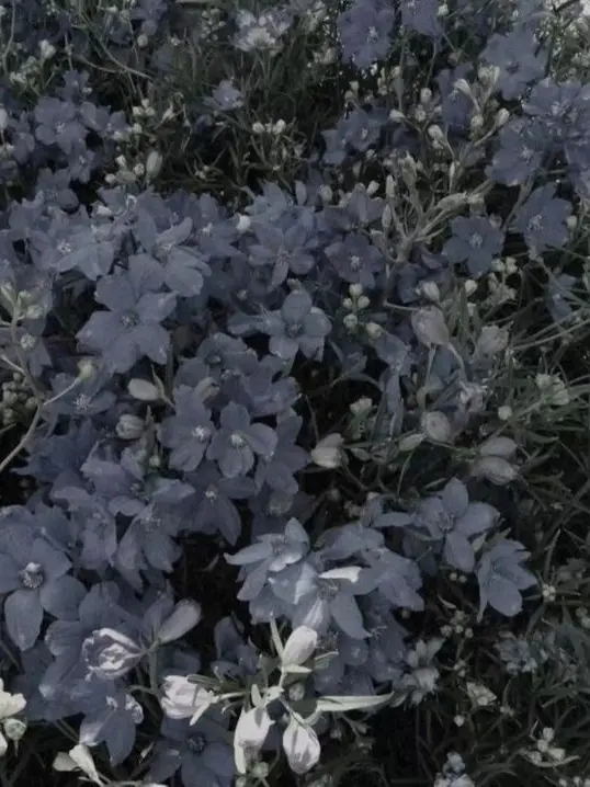 CosmicCharm3845의 moonflower