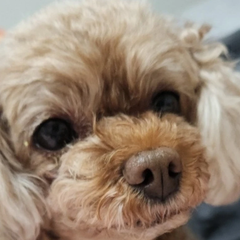 올리브(개)