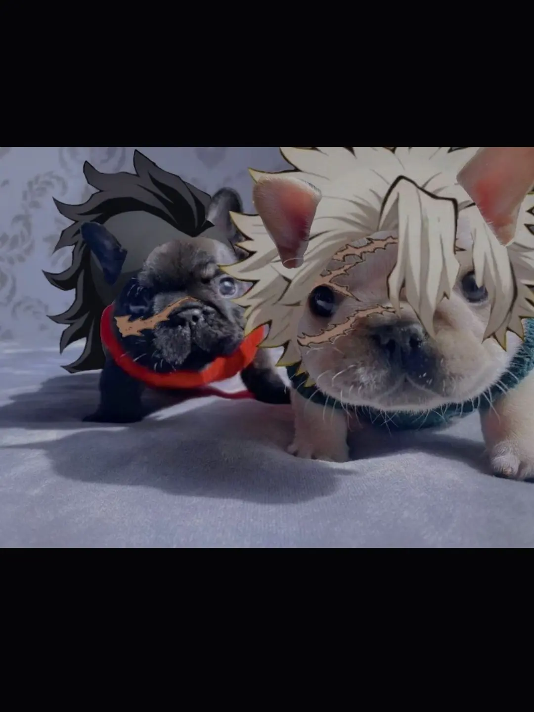 StumpySnake6201의 뭔가 이상한 사네미