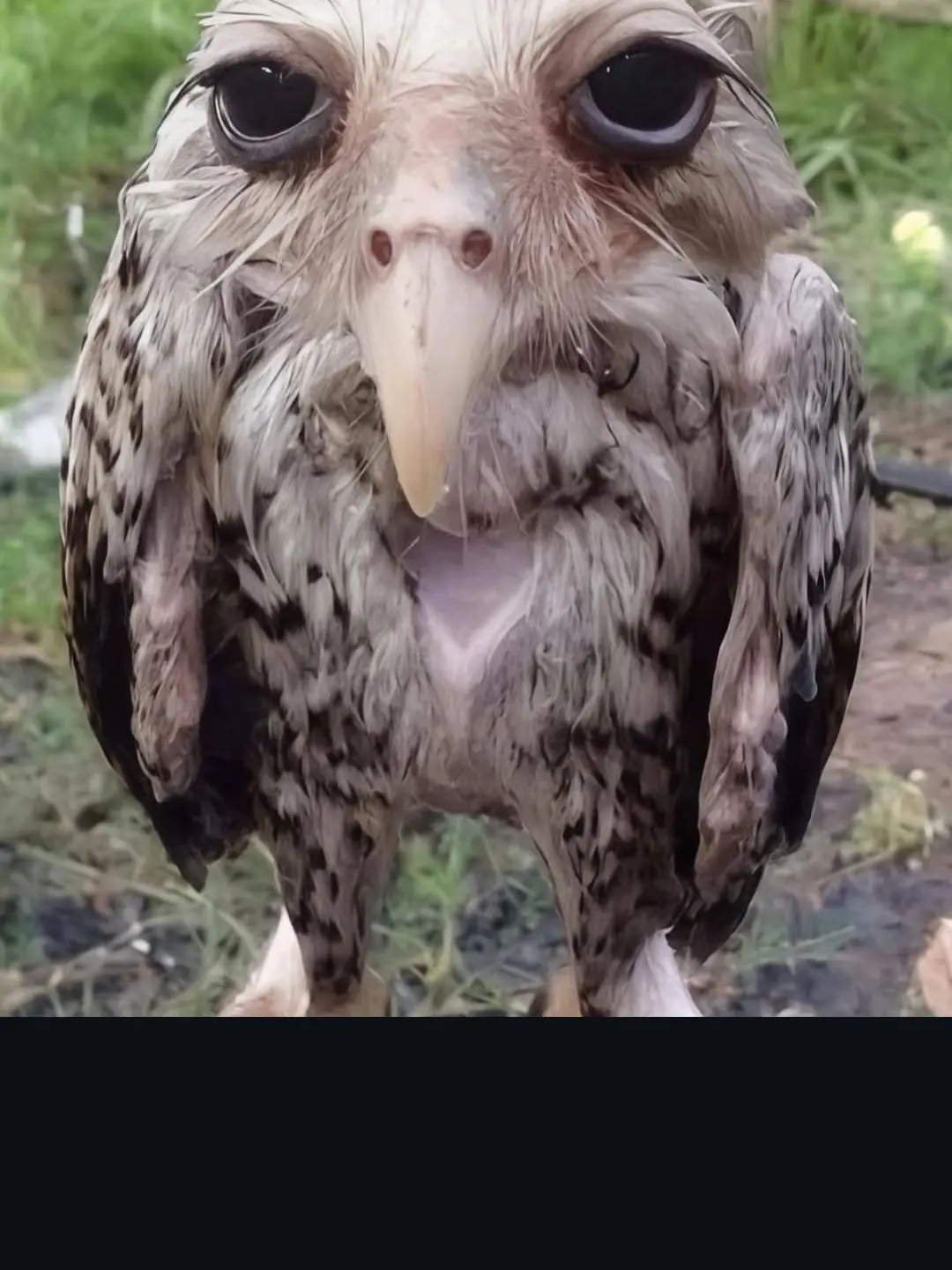 Borycha의 Meanstork7010오타쿠님양심좀