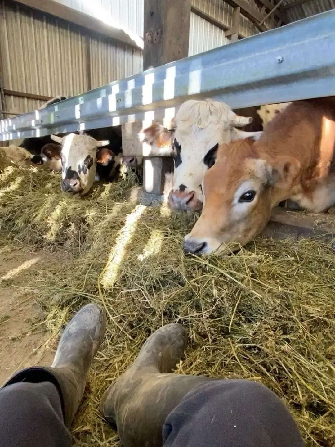BLloverHighkey의 Rich boy stuck on a farm.  BL