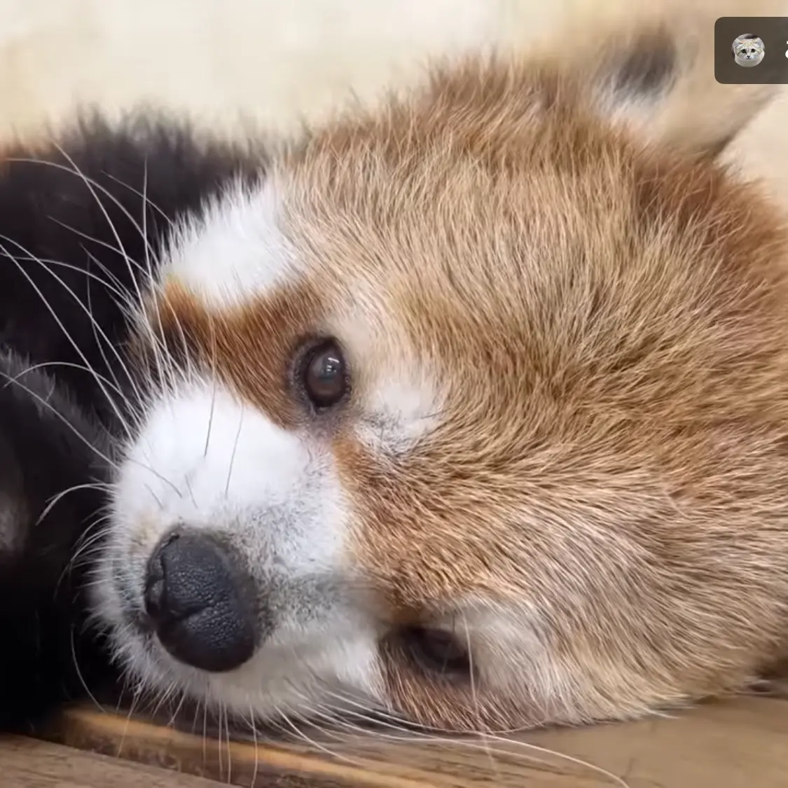 HARADA의 SnowMan幼稚園