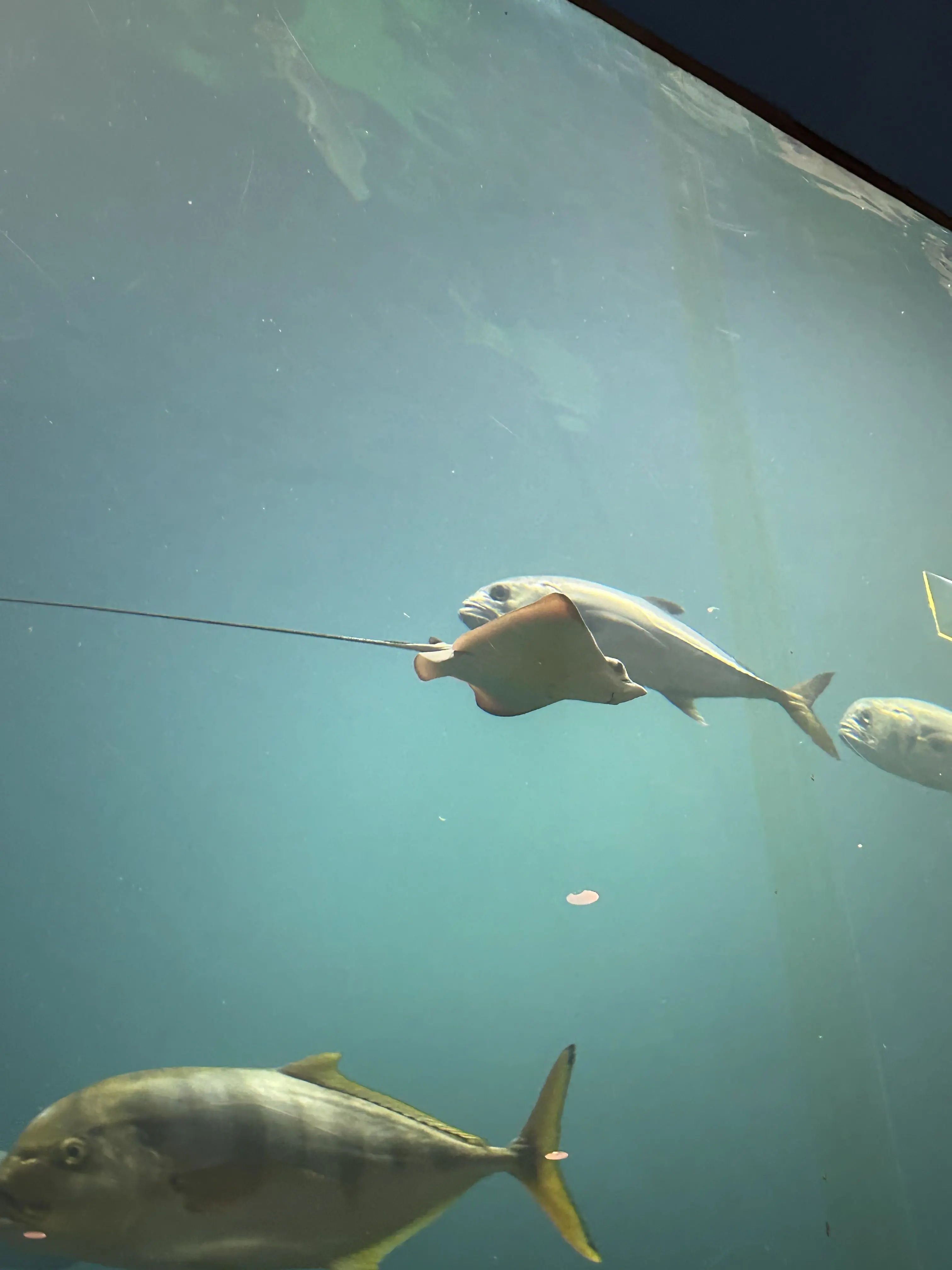 CasualShot5557의 偉人学校