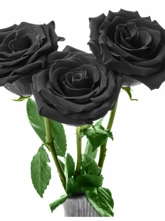 incomplete_forever의 🌹💙