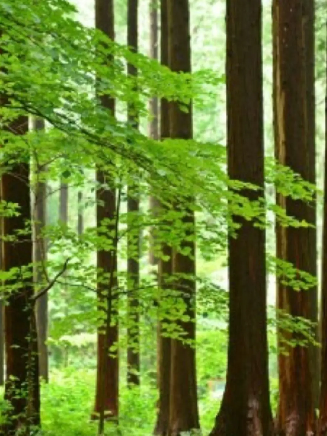 StormyDish7483의 곤충,벌래 마법학교