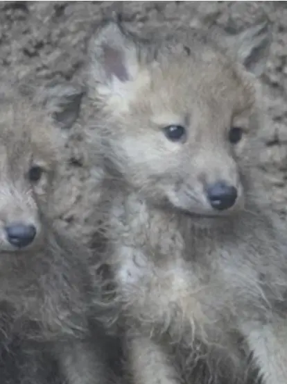 Xzxz의 내가 너 꼭 잡아먹을 거야!