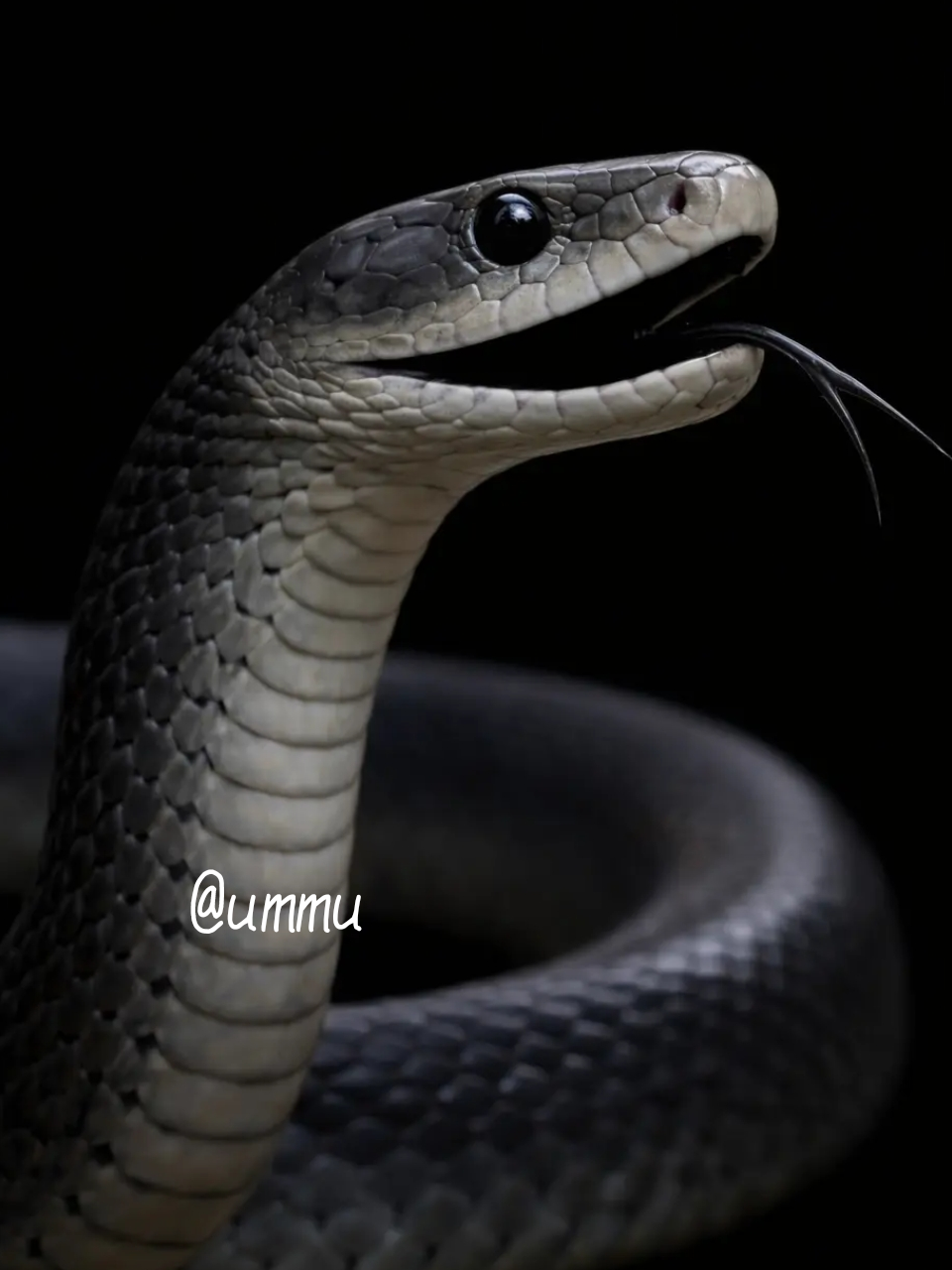 Ⓢ𝐧𝒶🄺𝕖🐍 대표 이미지
