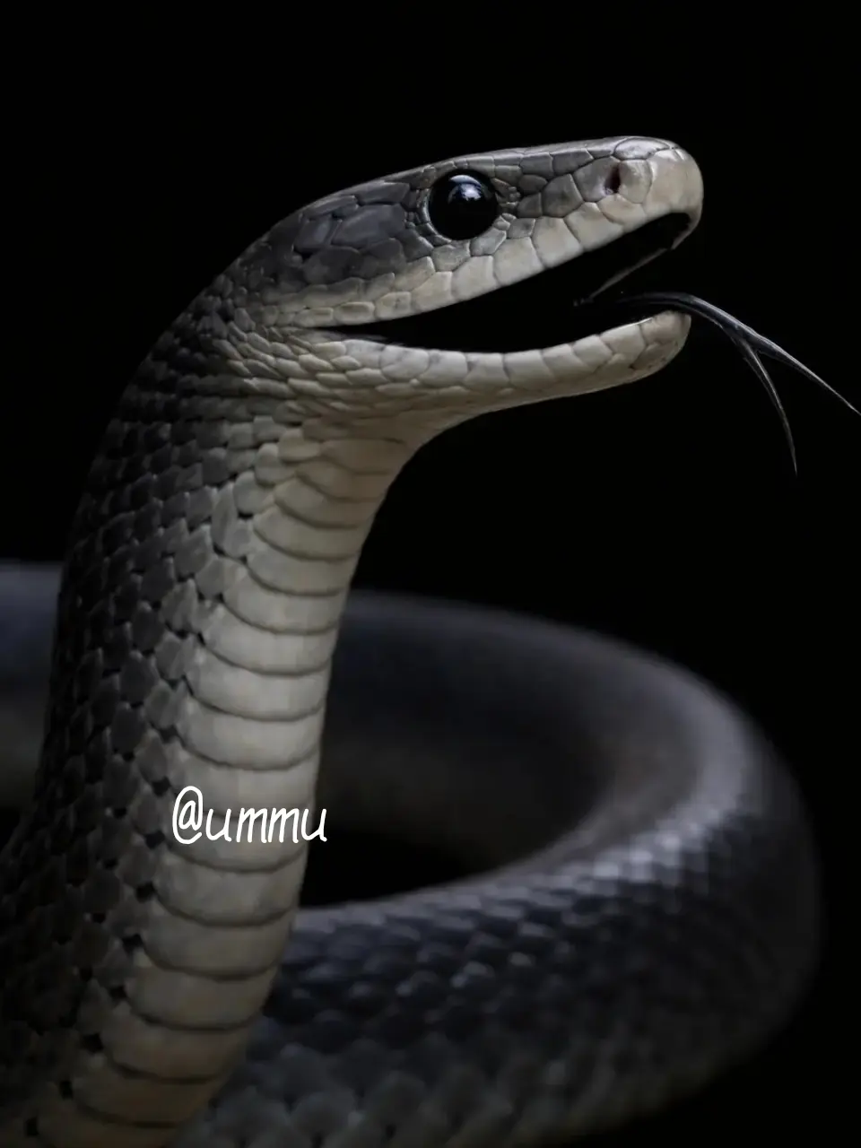 Ummu_123의 Ⓢ𝐧𝒶🄺𝕖🐍