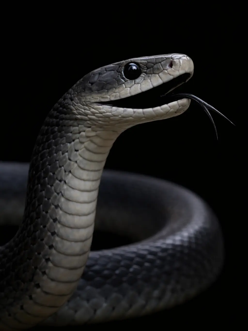 Ummu_123의 Ⓢ𝐧𝒶🄺𝕖🐍