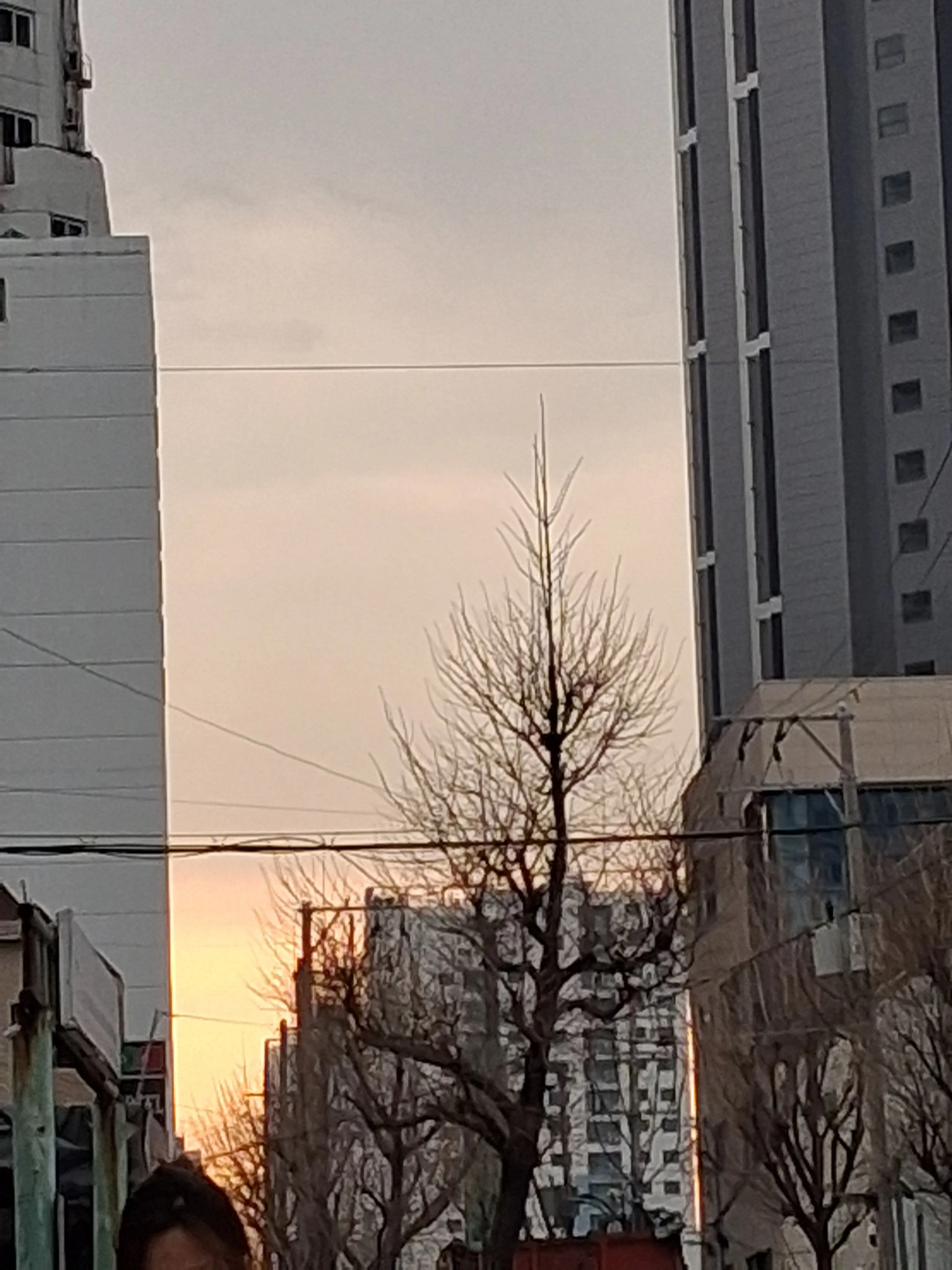 FinalTapir9733의 귀칼-늑대-유저