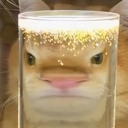 고양이