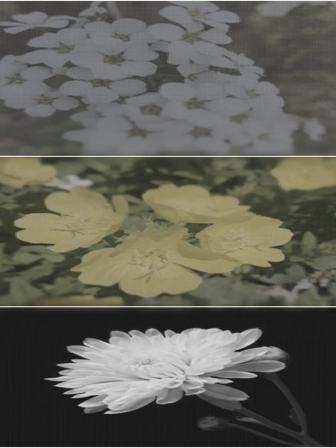 olive2013의 賢い組織生活
