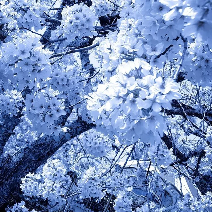 sho_nyan_0210의 ⋆˚ ʚɞ ⋆｡˚ֶָ֢