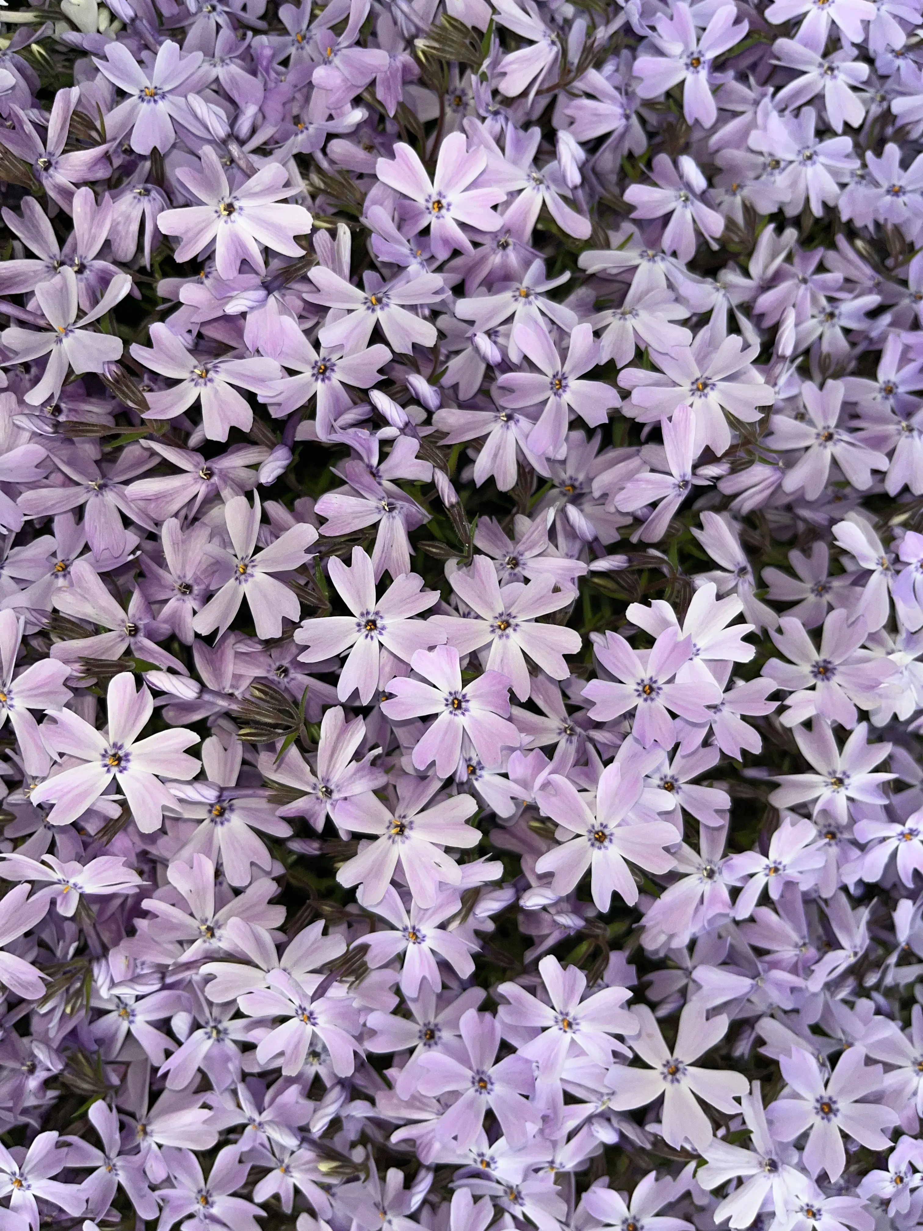 PrettySound0117의 벨키의 남친유기사를 뺏은 여우😡