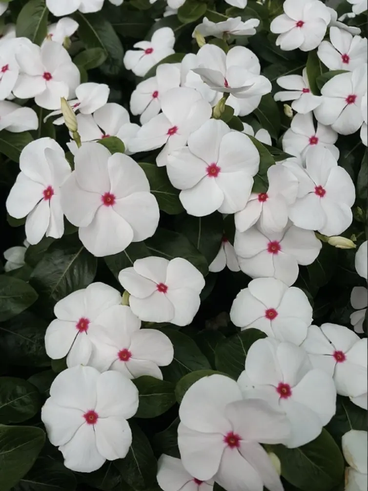 TidyDeath1157의 첫눈을  맞으면 사랑이 이루어진데