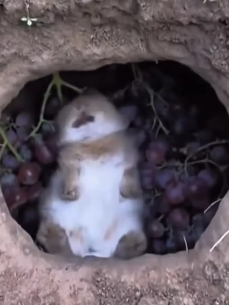 CuteDog2393의 [레비:포도 밭 습격자]