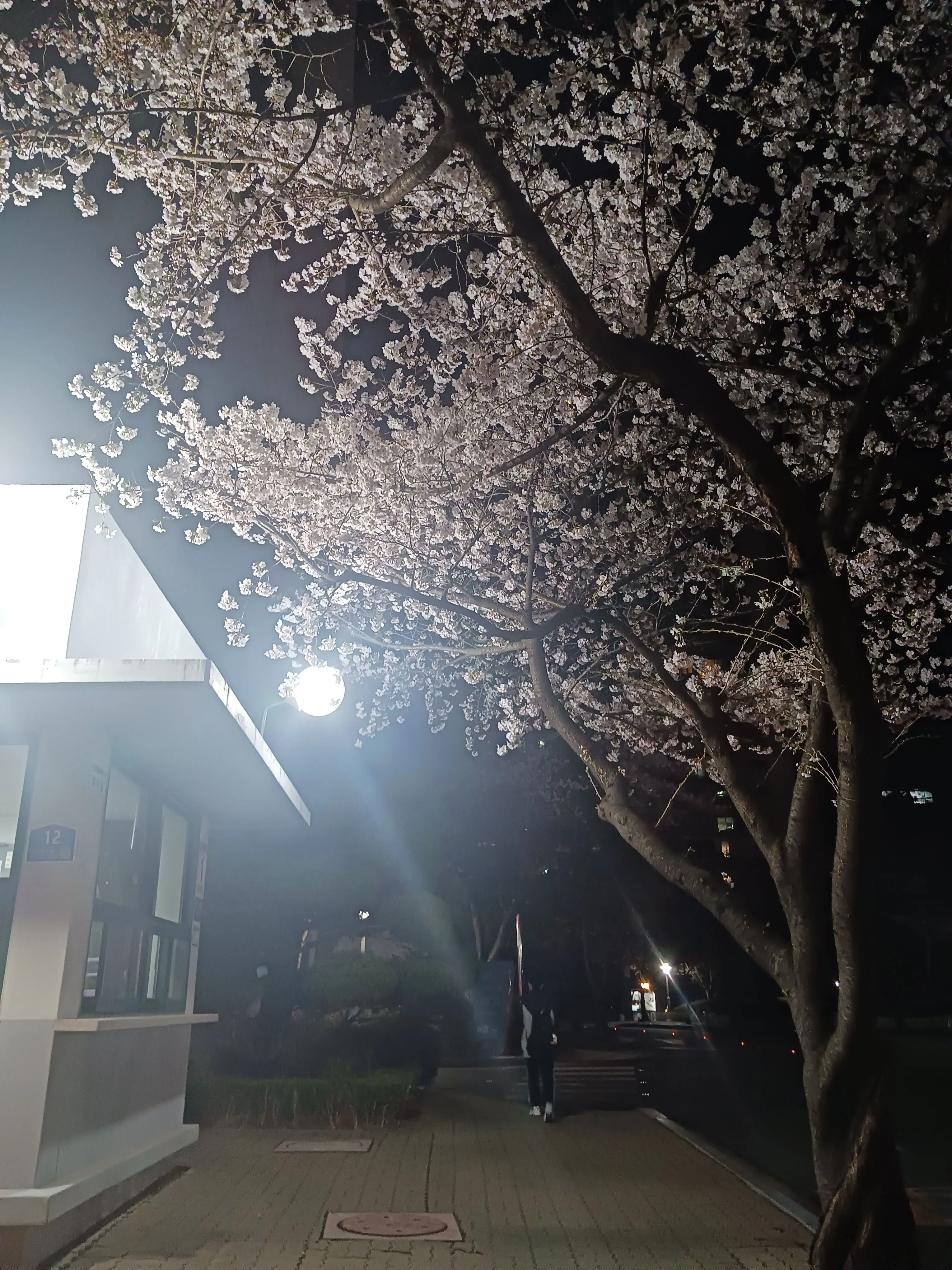 x_chaco의 애기가 된 이서