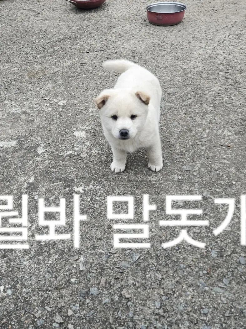 malmu의 가맛친 디코