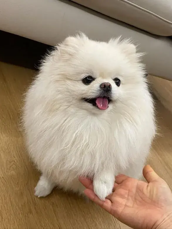 당신이 키우게된 2개월 포메라니안 대표 이미지