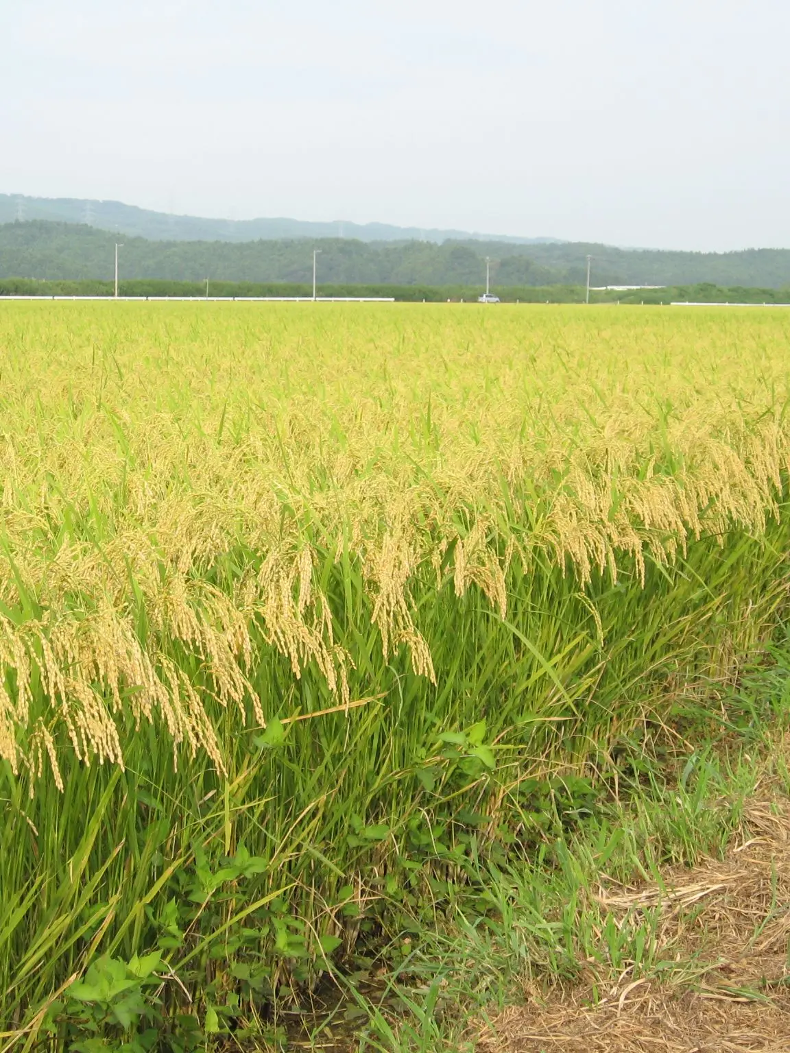 IdealPlate7424의 吉敷