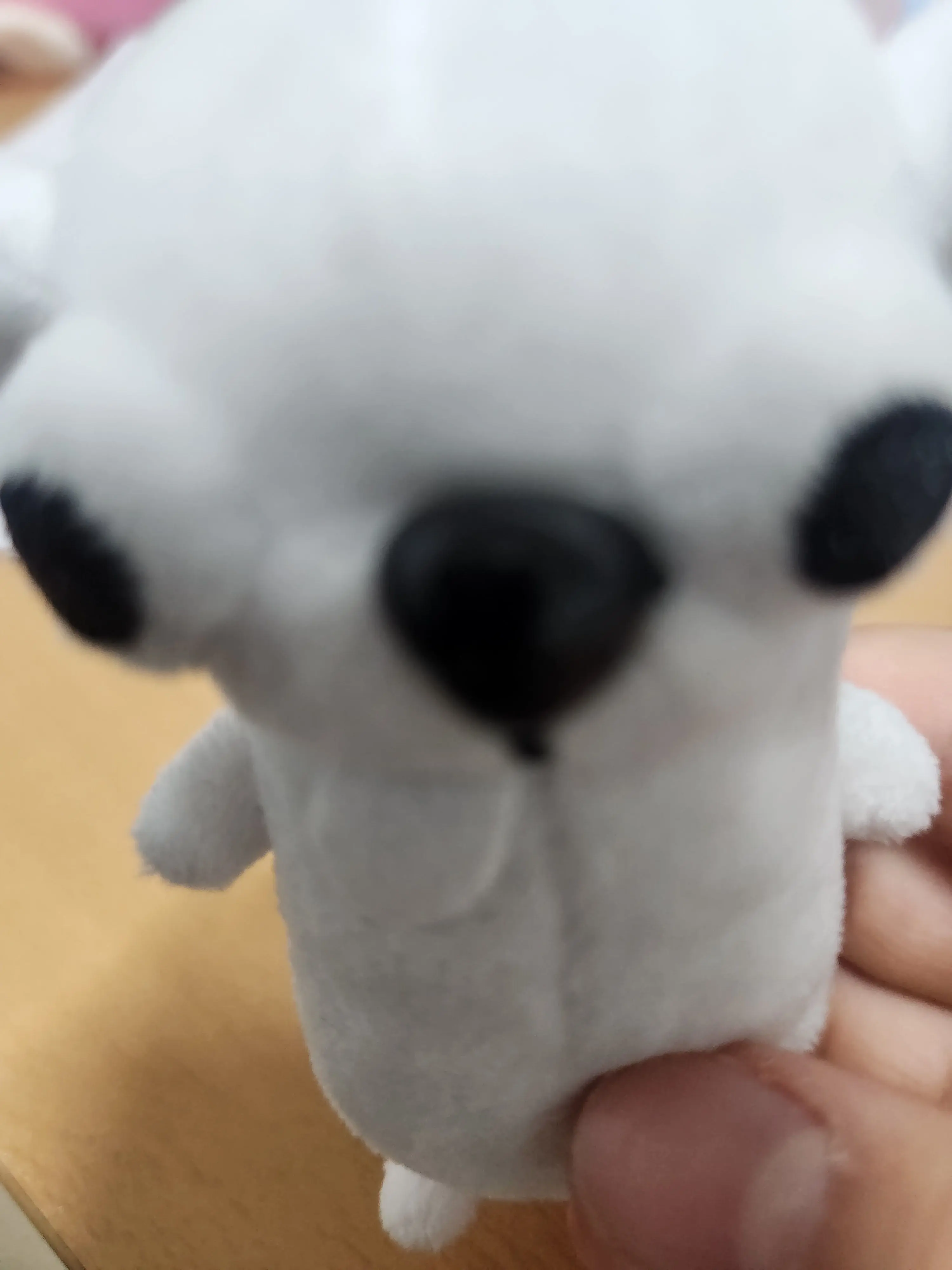 Happy_rabbit-jinto의 바바리치와와 키우기