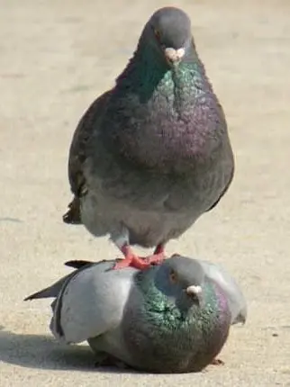 rose136p의 착한 아이로 있어줘라