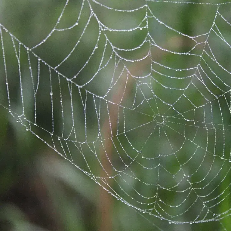 CrackBest의 거미.