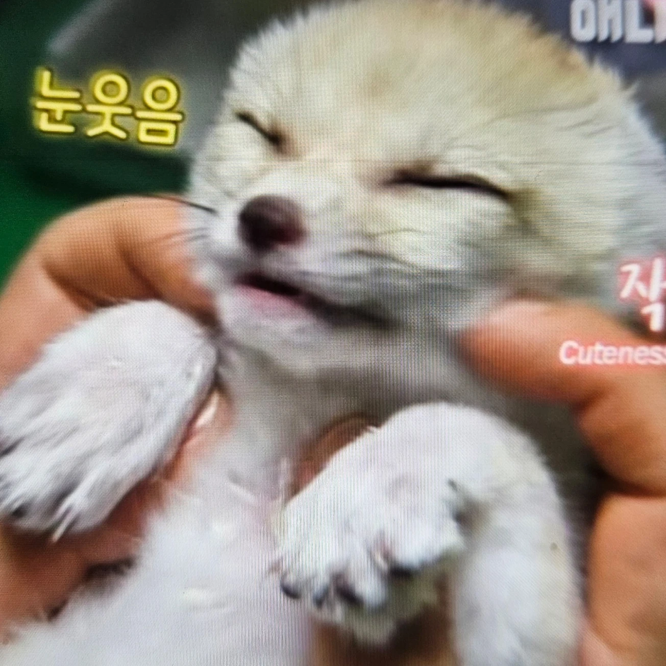 최애와의 연애